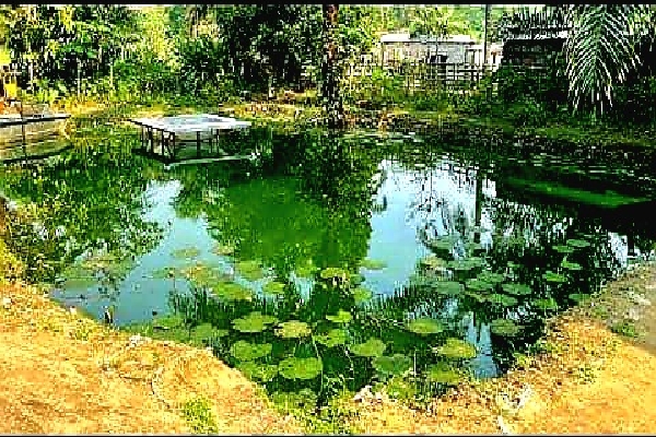 HECTOR AQUACULTURE