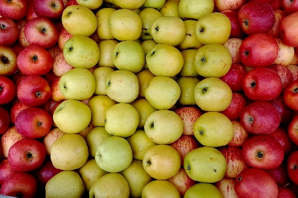 JOSEPH FRUITS