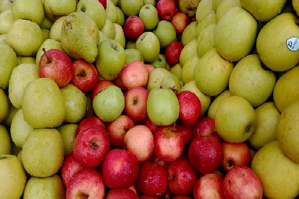 LOÏC FRUITS