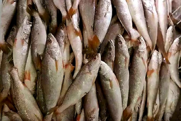 poissonnerie f-plus
