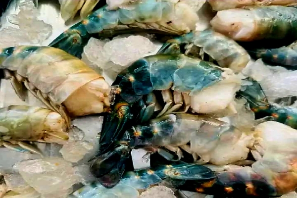 poissonnerie bac horss sol