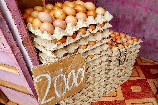 Stella dépôt d'oeuf