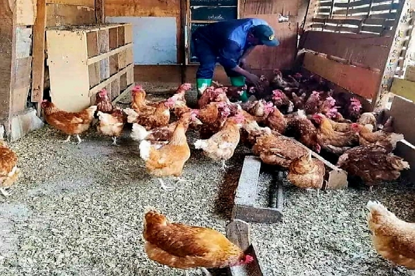 institut de formation professionnelle agro_ trust