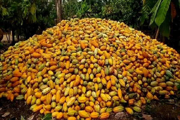 Tanko Cacaoculteur Sarl