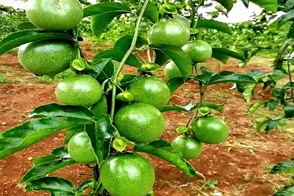 Arbres Fruitiers Sarl