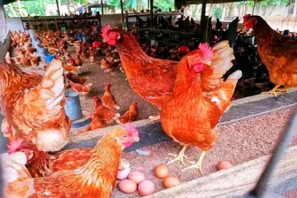 ETS pastoet chance élevage