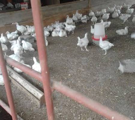 ferme moderne du Cameroun