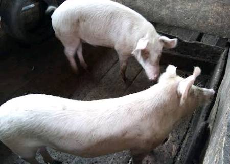 passion élevage porc