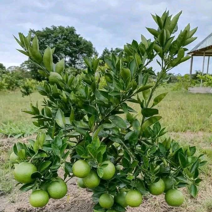 Socapra Agricole